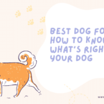 Best Dog Food: How to Know What's Right for Your Dog